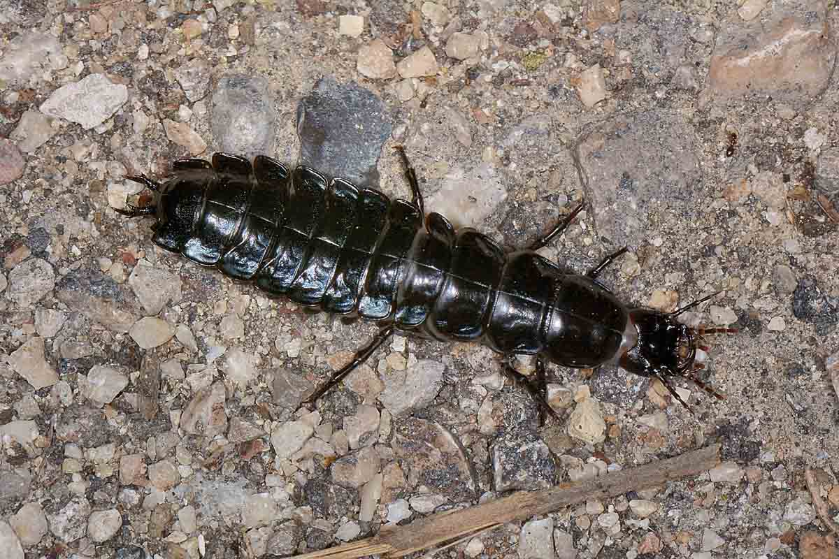 Larva di Carabus lefebvrei bayardi